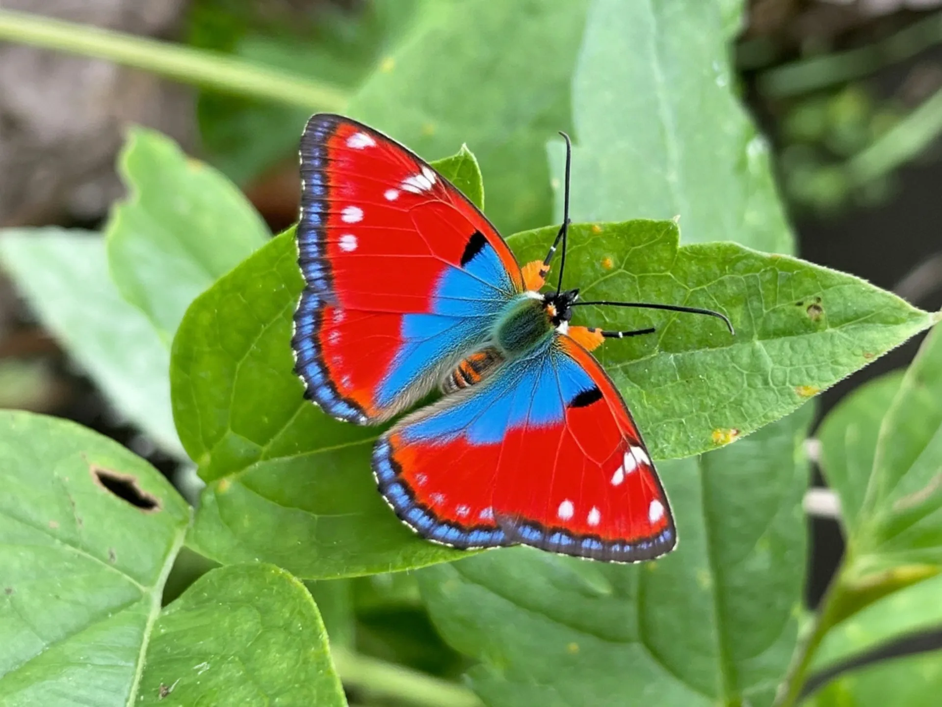 Uma imagem com correção de cor criada usando um editor de imagem com IA.