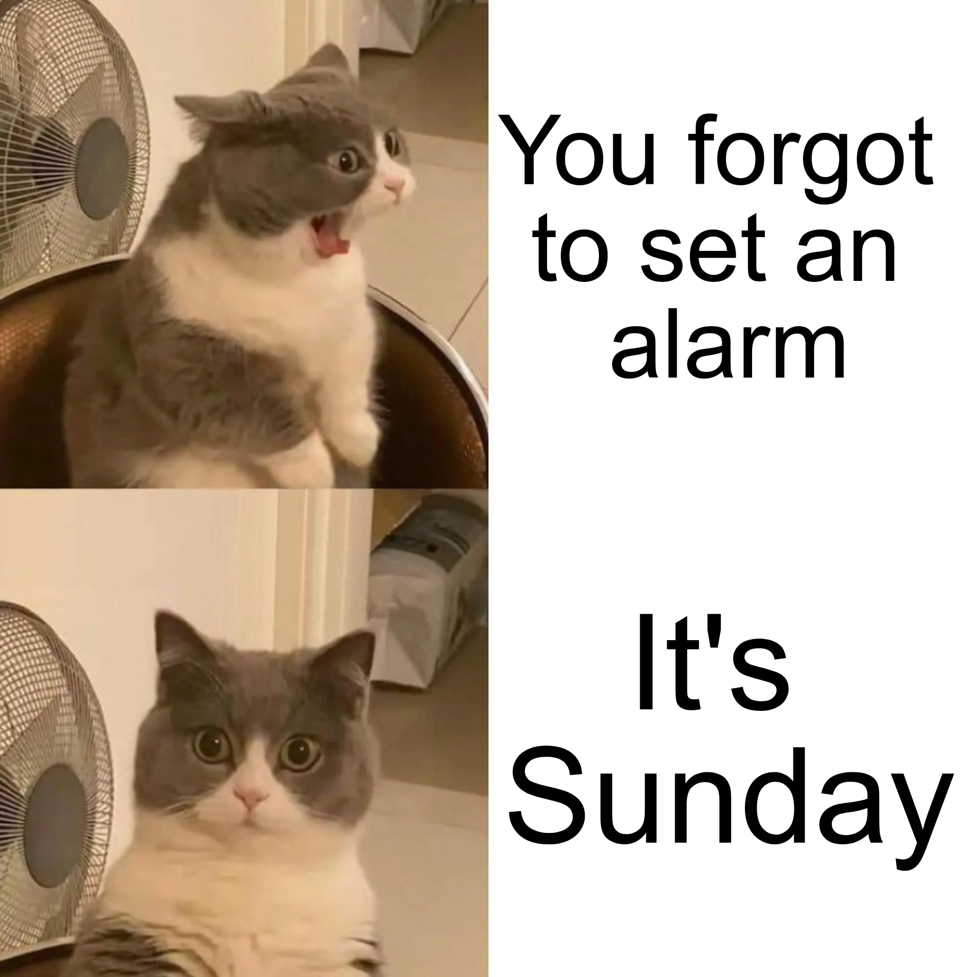 Cat Vibing/CatJam Green Screen Meme Template — Kapwing