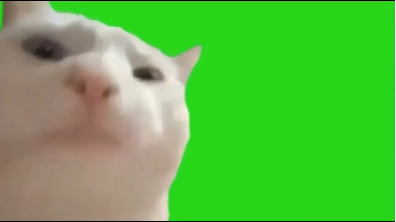 Cat standing up crying : r/MemeRestoration, image size:1280x720