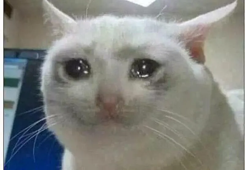 Crying Cat Meme Template Kapwing Crying Cat Meme Template Kapwing