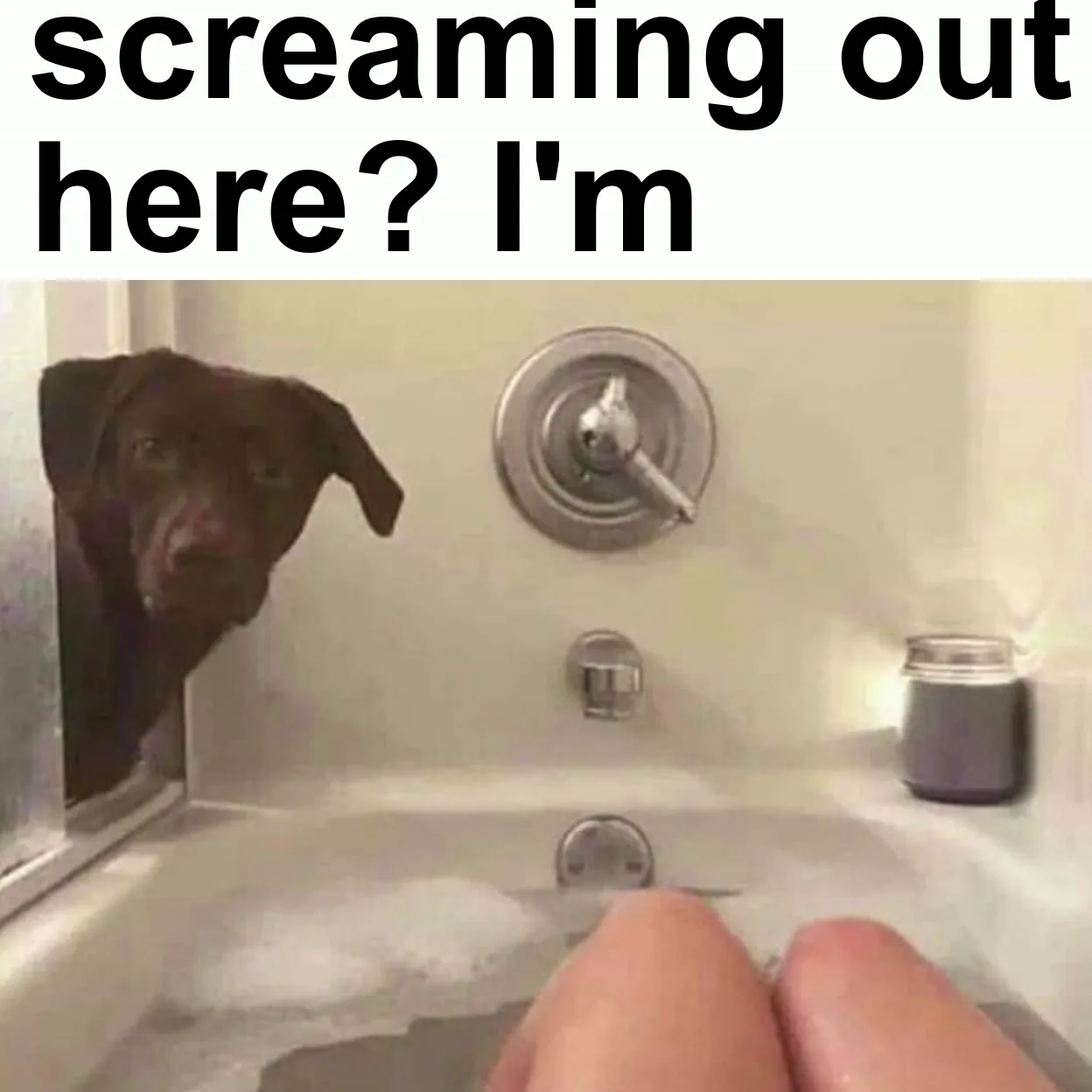 Side Eye Meme Crazy Dog Tiktok Side Eye Dog, image size:1248x1248